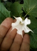 22 august 2012-flori 043
