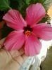 22 august 2012-flori 001