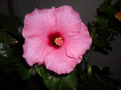 Hibiscus Long Life