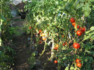 Rosii Naslada F1, august 2012