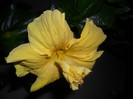 Hibiscus Senegal