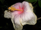 Hibiscus Tahitian Lavander Pastel