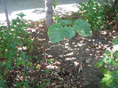 Paulownia la poarta intre copaci, august 2012