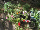 Gradina august 2012