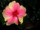 Hibiscus Oberon
