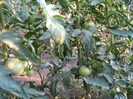Noua productie de rosii, august 2012