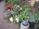 Gradina august 2012