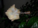 Hibiscus Cream Lady