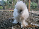 pui 010