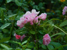 DSCN8565