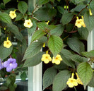 Yellow Beauty