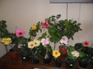 Hibiscus grup