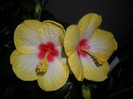 Hibiscus Amanda Dubin