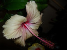 Hibiscus Rowenas Weeding