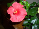 Hibiscus Helene