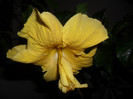 Hibiscus Senegal