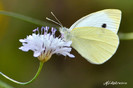 fluture alb 2