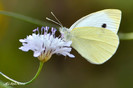 fluture alb