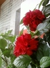23 august 2012-flori 008