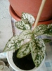 23 august 2012-flori 011