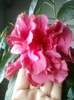 23 august 2012-flori 028