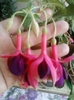 fuchsia rosu cu ciclam