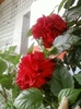 23 august 2012-flori 007
