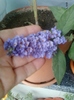 23 august 2012-flori 019