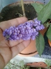 23 august 2012-flori 020