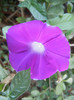 Picotee Morning Glory (2012, Aug.21)