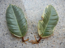 Ficus elastica Tineke, 23aug2012