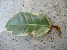 Ficus Tineke, frunza 02, 23aug2012