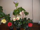 Hibiscus grup