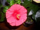 Hibiscus Helene