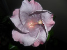 Hibiscus Cajun Blue