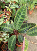 calathea warscewiczii