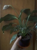 spathiphyllum wallisii