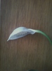 spathiphyllum wallisii