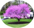 redbud-tree