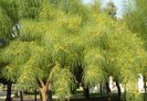 Parkinsonia_aculeata