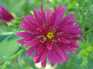 Aster