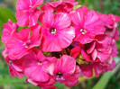 Phlox