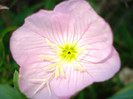 Oenothera speciosa