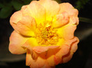 DSC07456