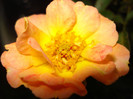 DSC07454