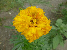 P1010168