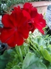 24 august 2012-flori 003