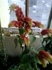 24 august 2012-flori 005