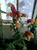 24 august 2012-flori 010