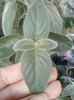 24 august 2012-flori 024